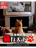 猫行天下封面