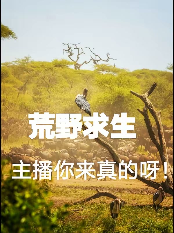 荒野求生：主播你来真的呀！封面